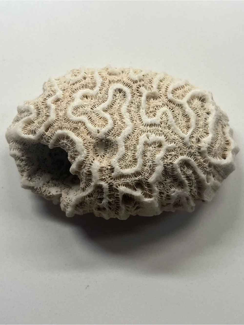 Rare Fossilized Brain Coral for Display or Aquarium